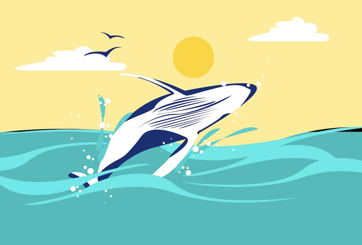 Whale Watching